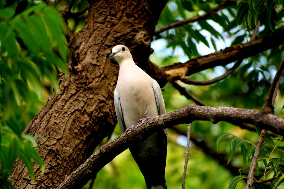 Wing pigeon feather photo