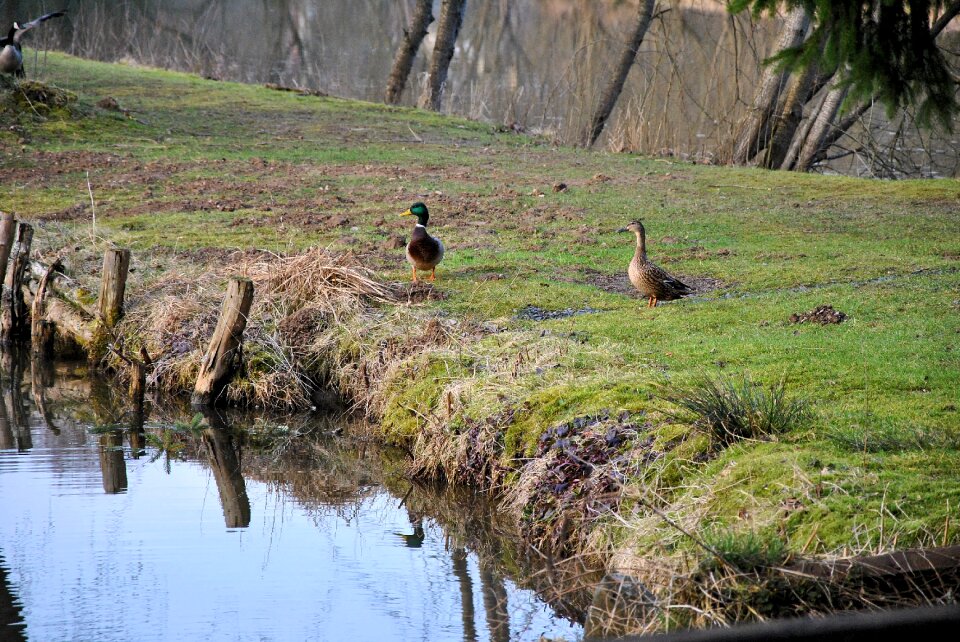 Animal nature bird