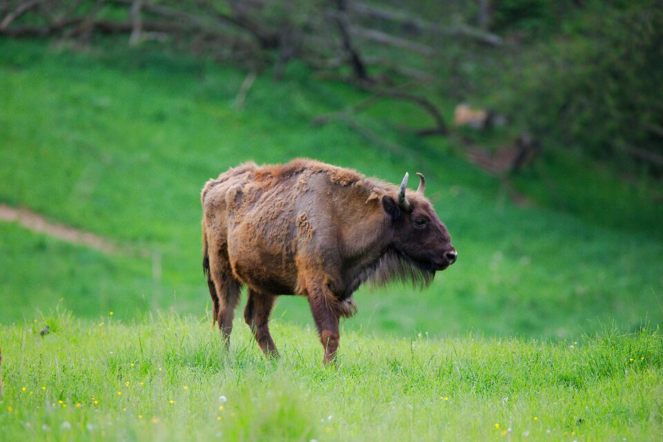 Meadow nature animal world