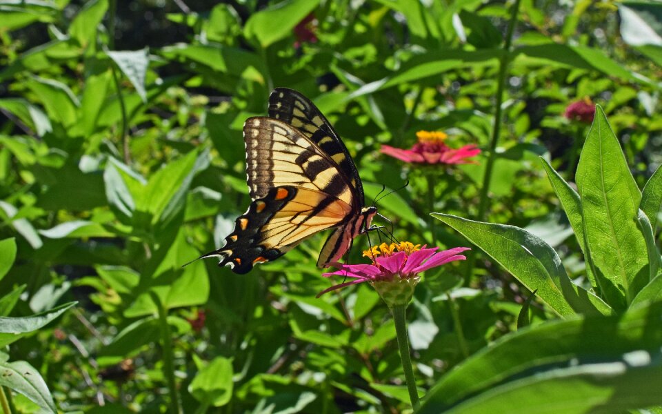 Pollinator animal flower