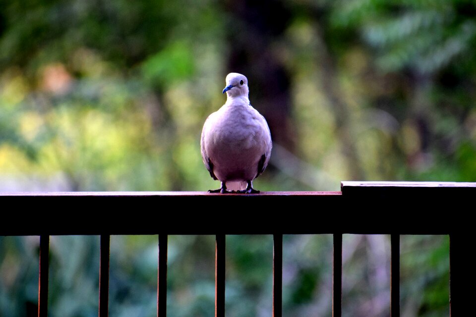 Wing pigeon feather photo