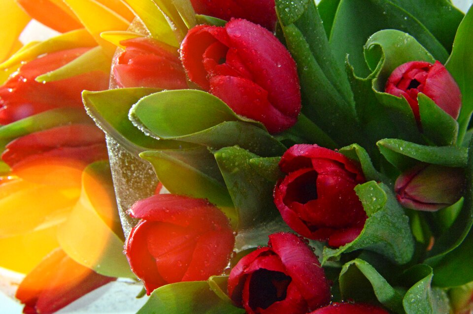 Leaf plants nature tulip