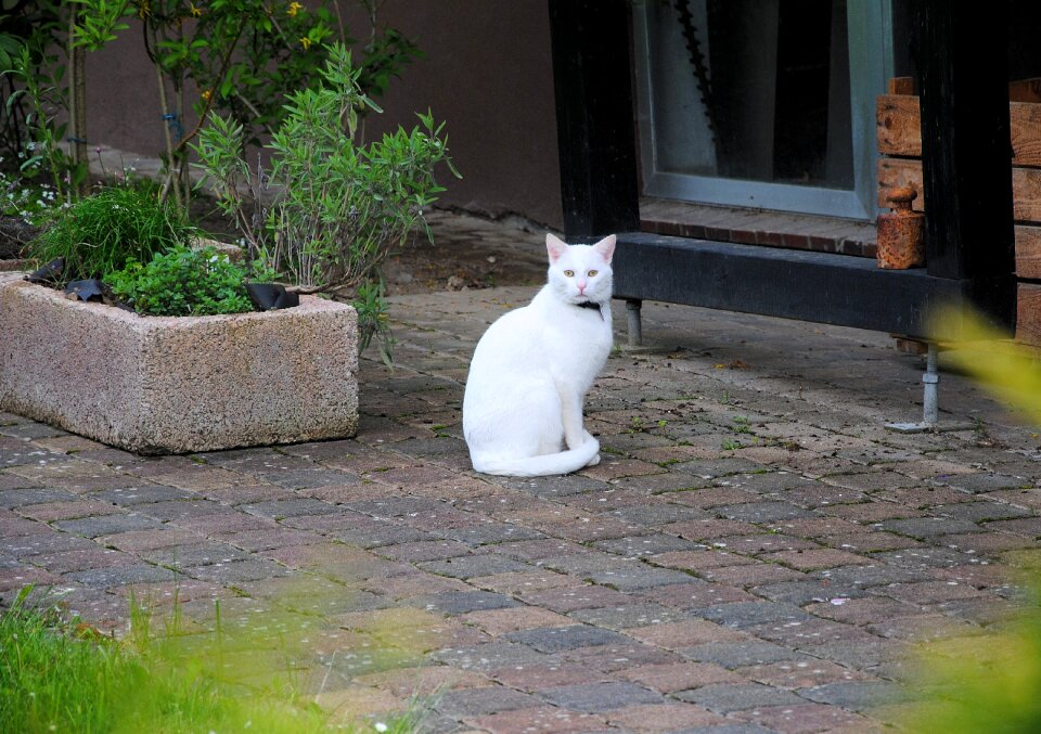 Nature white pet