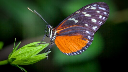 Outdoors wildlife green butterfly