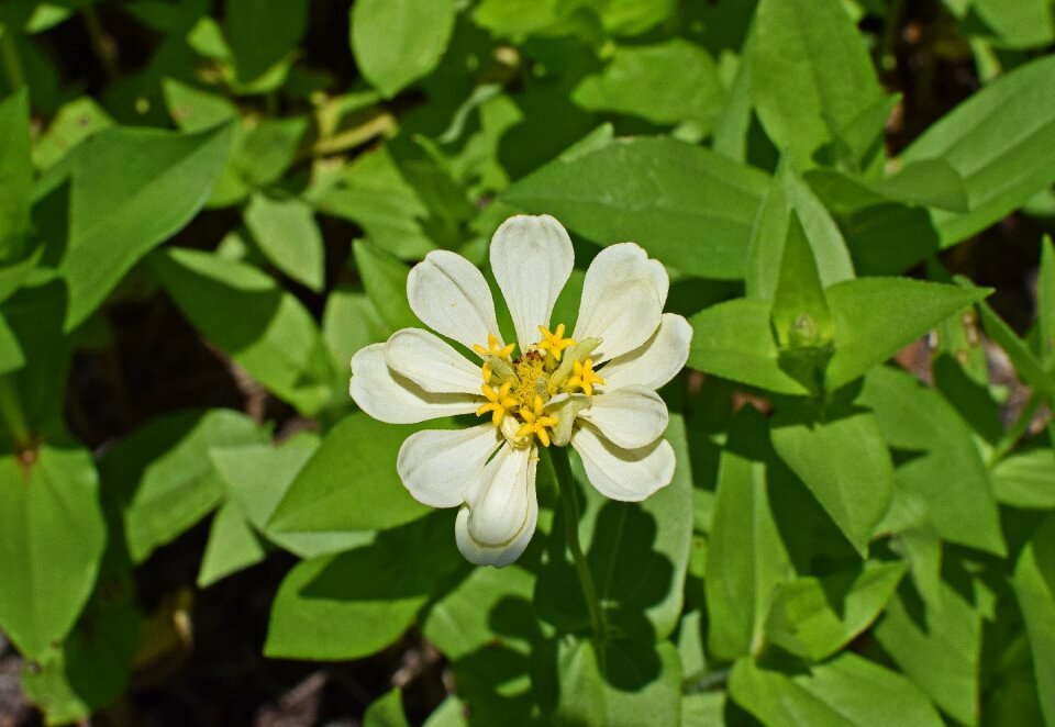Bloom plant garden
