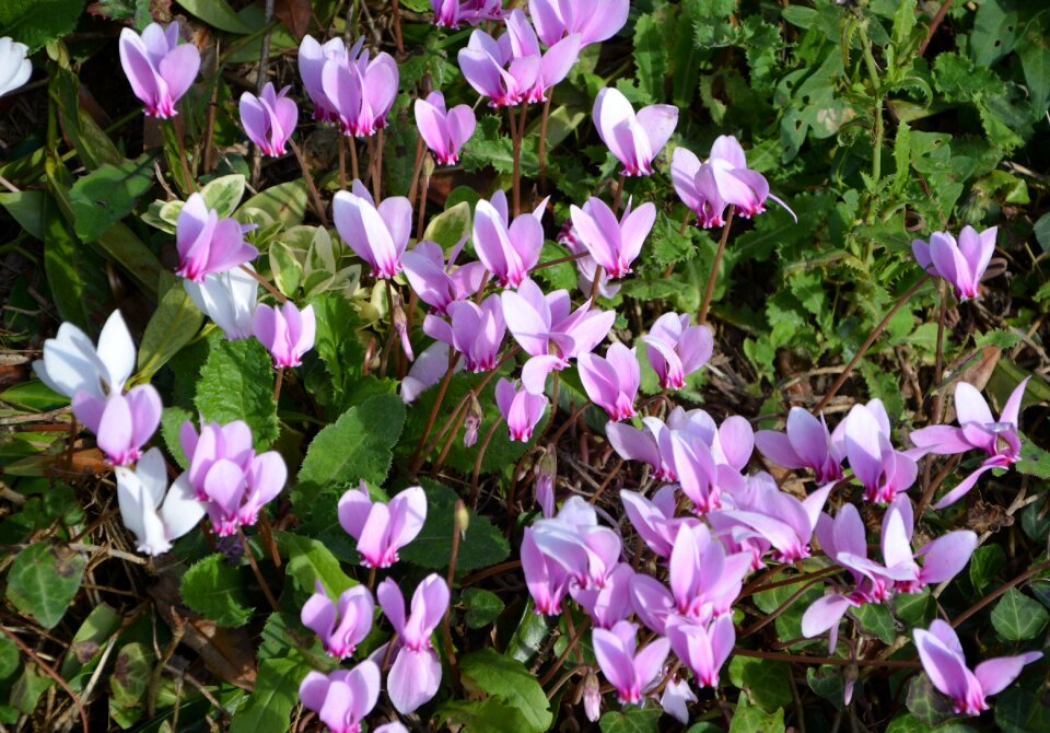 Garden plants flowering plant