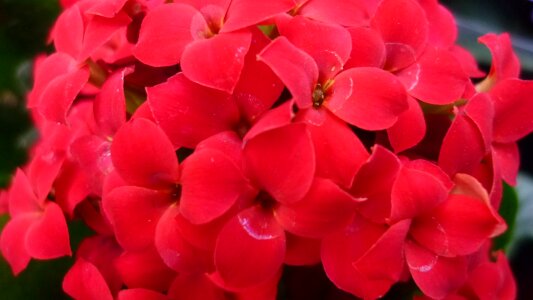Red flowers flowerpot