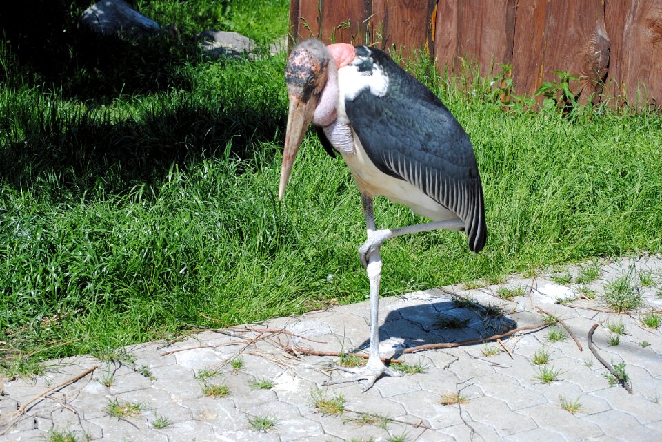 Animal nature zoo