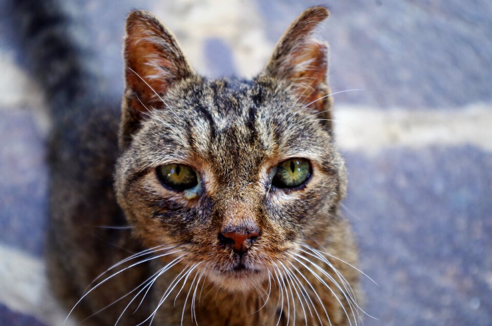 Cat wounded cat sick cat
