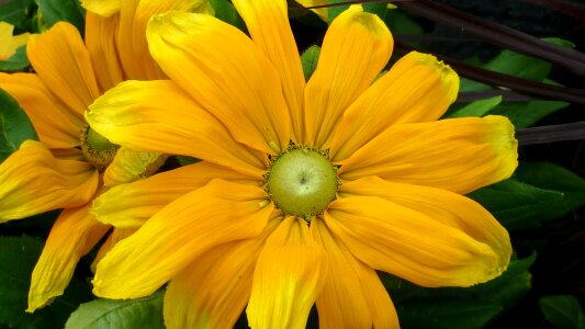 Blossom bloom yellow