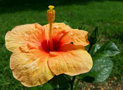 Flower hibiscus nature