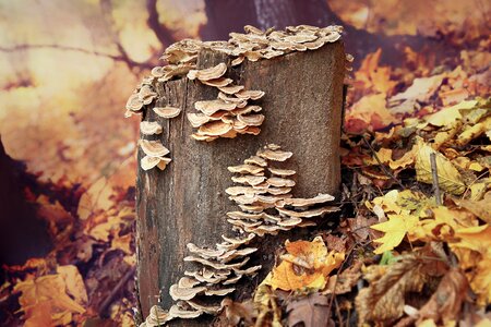 Tree leaf wooden photo
