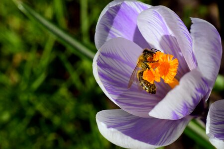 Pollen food spring