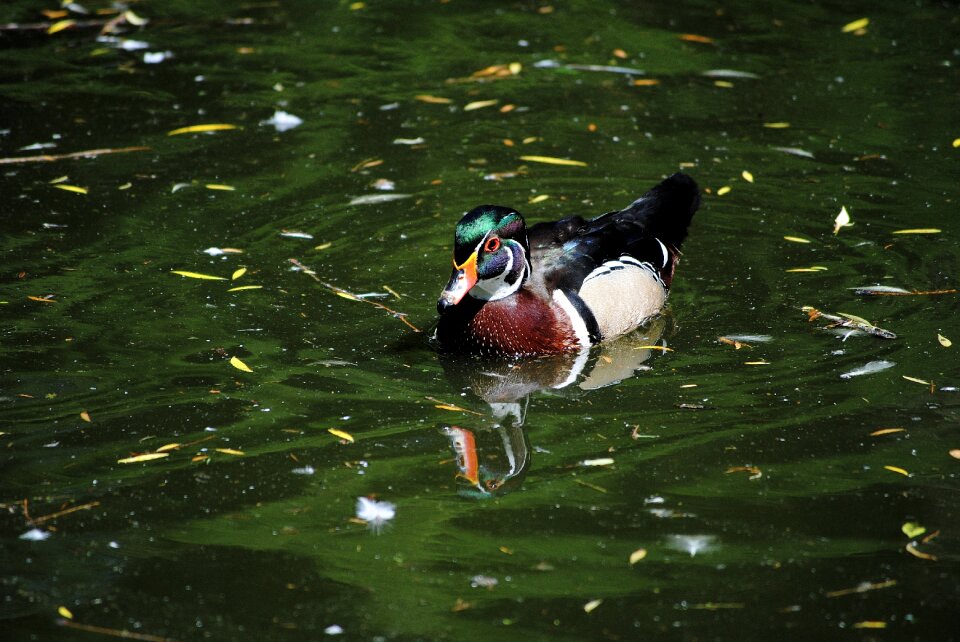 Animal nature colorful