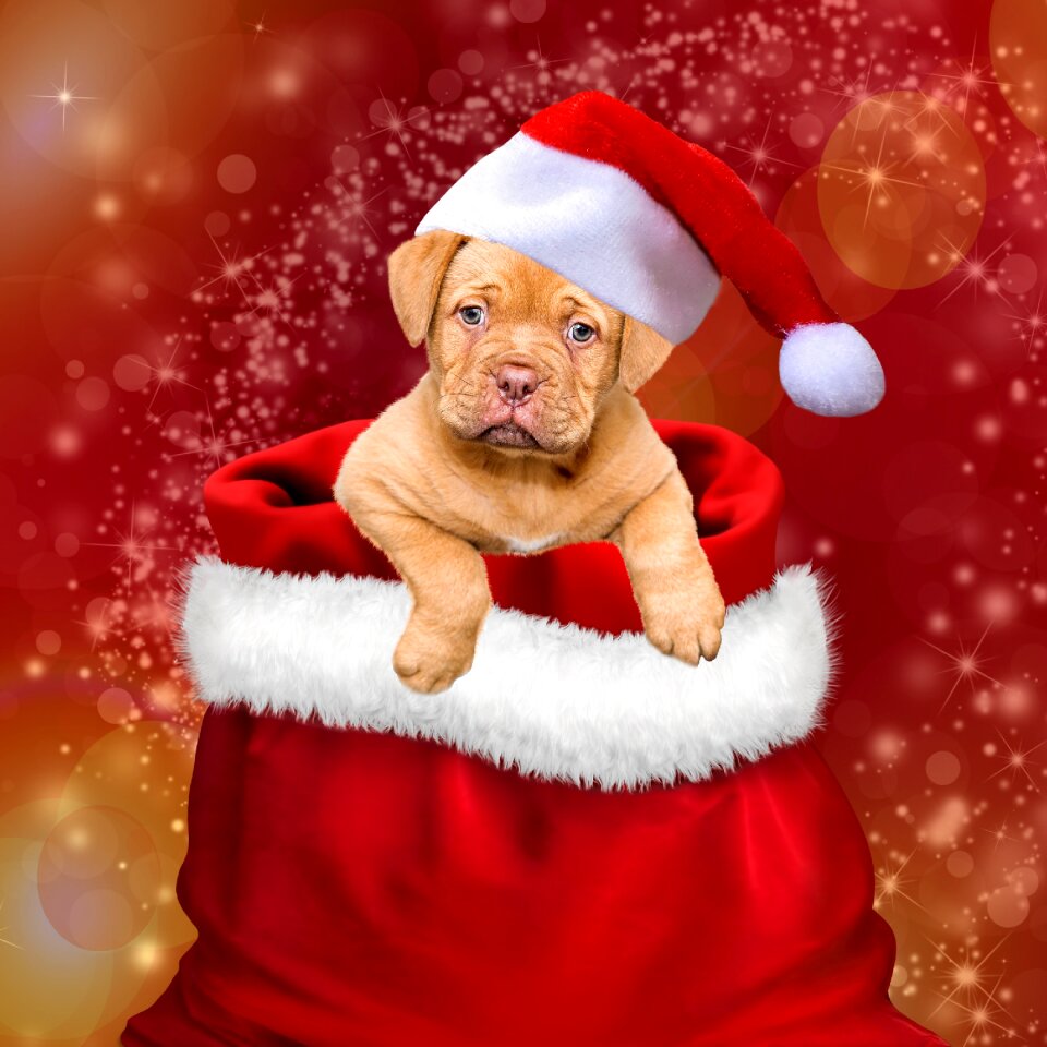 Christmas dog santa hat cap