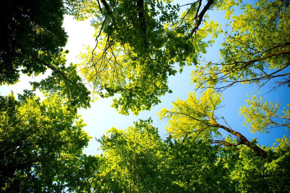 Leaf season wood
