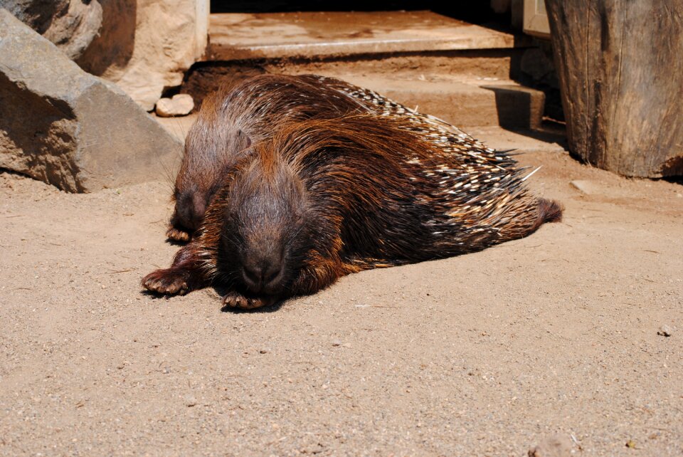Animal prickly mammal