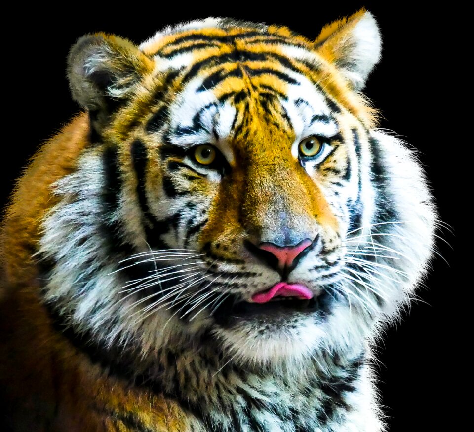 Amurtiger cat predator