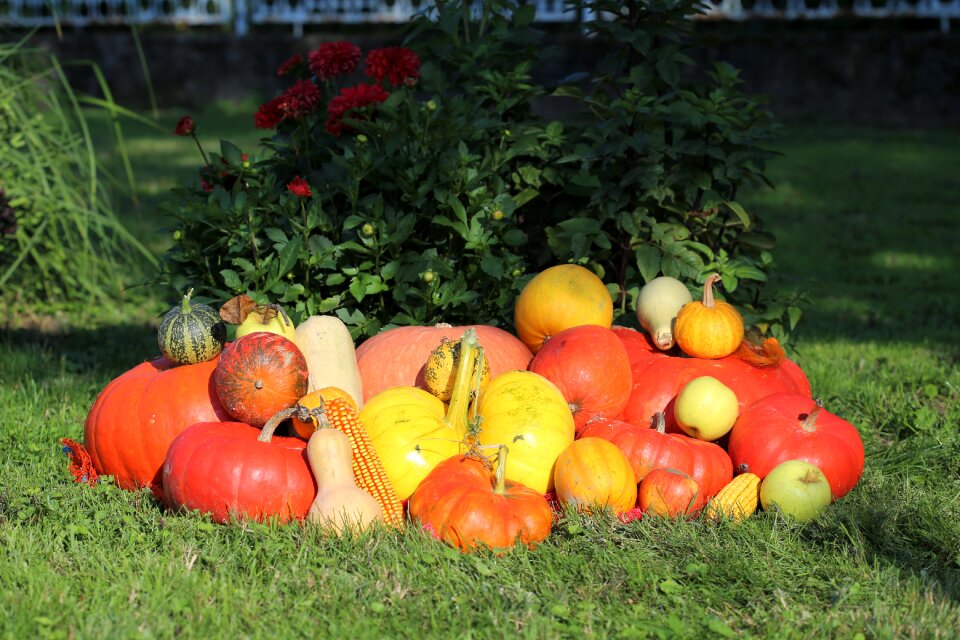 Autumn food harvest