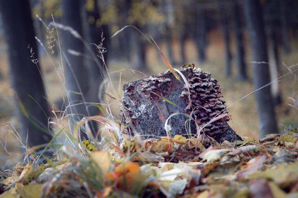 Wood tree season