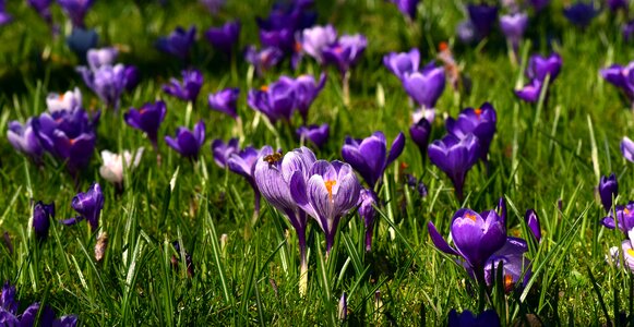 Spring flowers purple photo