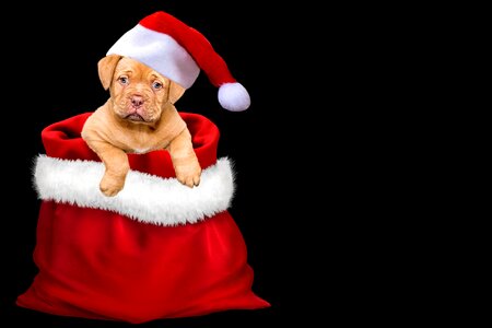 Christmas dog santa hat cap photo