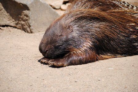 Prickly autumn mammal