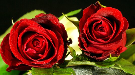 Petal love romance
