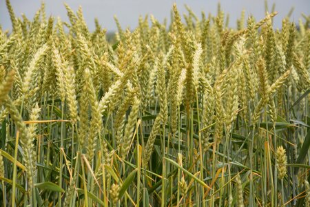 Cereals food fields