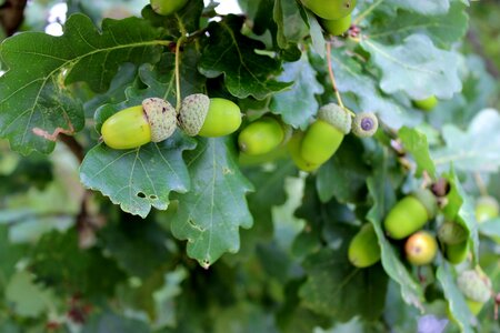 Tree fruits leaves