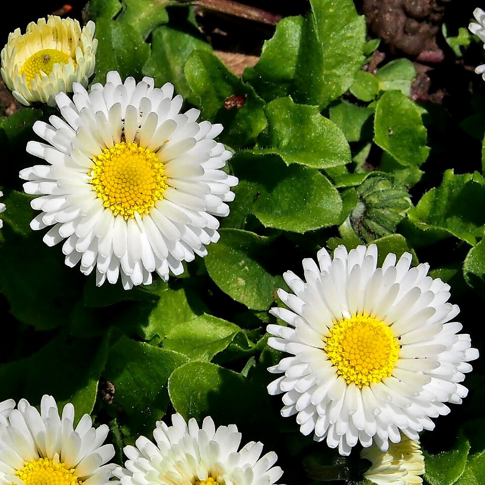 Meadow flower blossom
