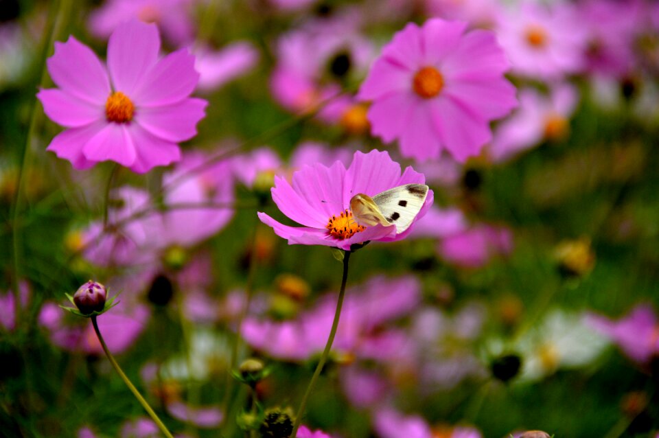 Cosmos the white one butterfly