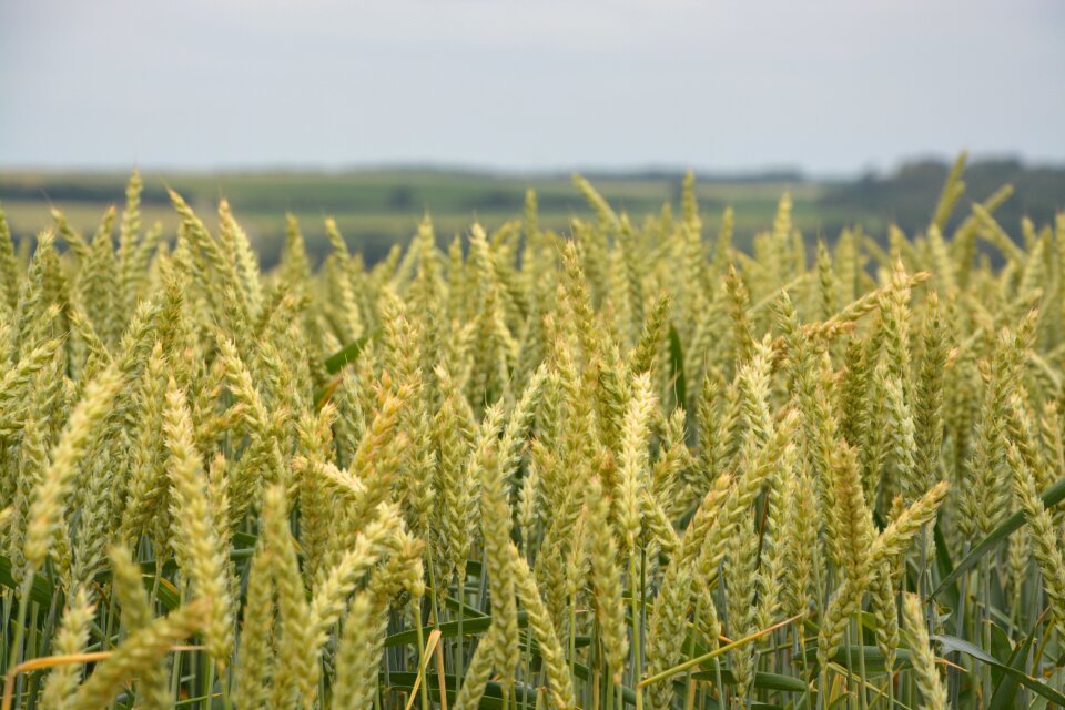Cereals agriculture spikes