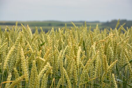 Cereals agriculture spikes