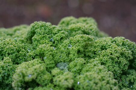 Agriculture nature vegetable