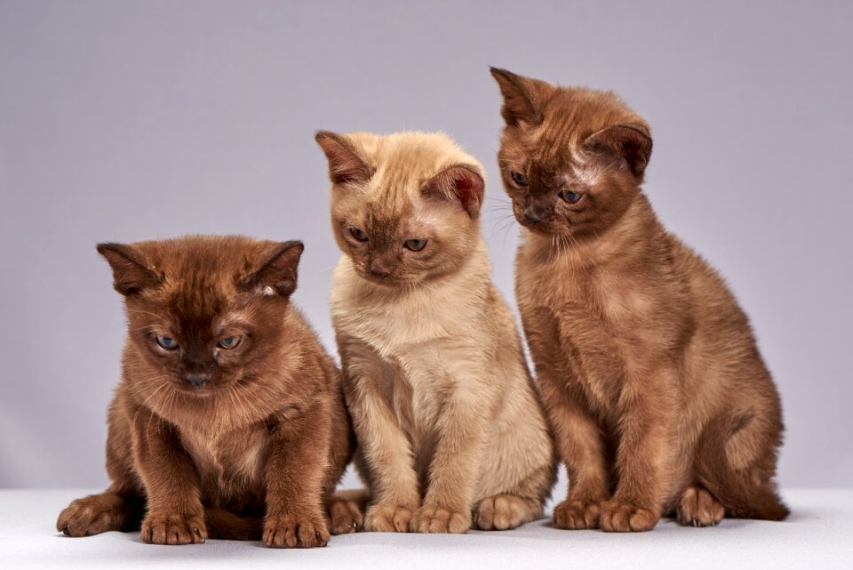 Animals kittens kitten