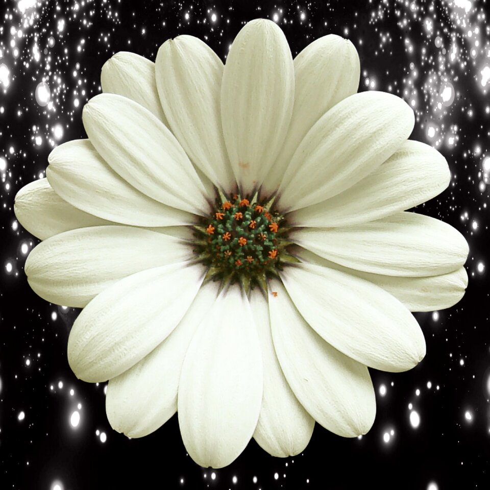 Flowering plant white daisy