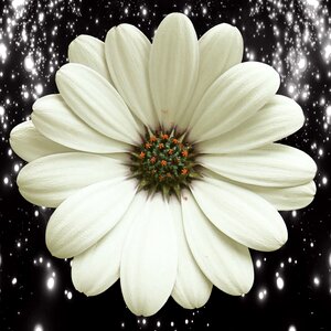 Flowering plant white daisy photo