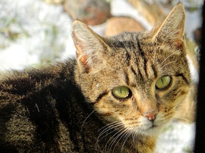 Nature predator cat's eyes