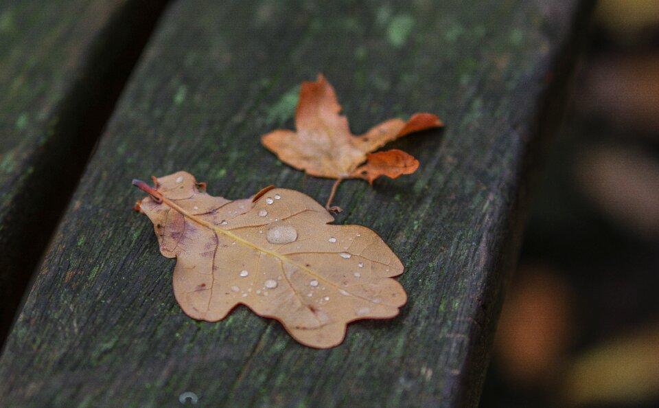 Autumn fall foliage leaves photo