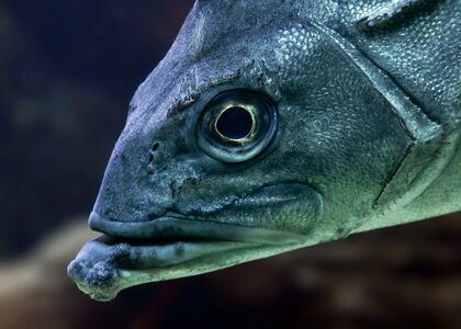 Head water animal