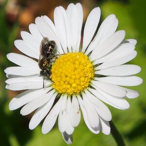 Insect summer marie flower