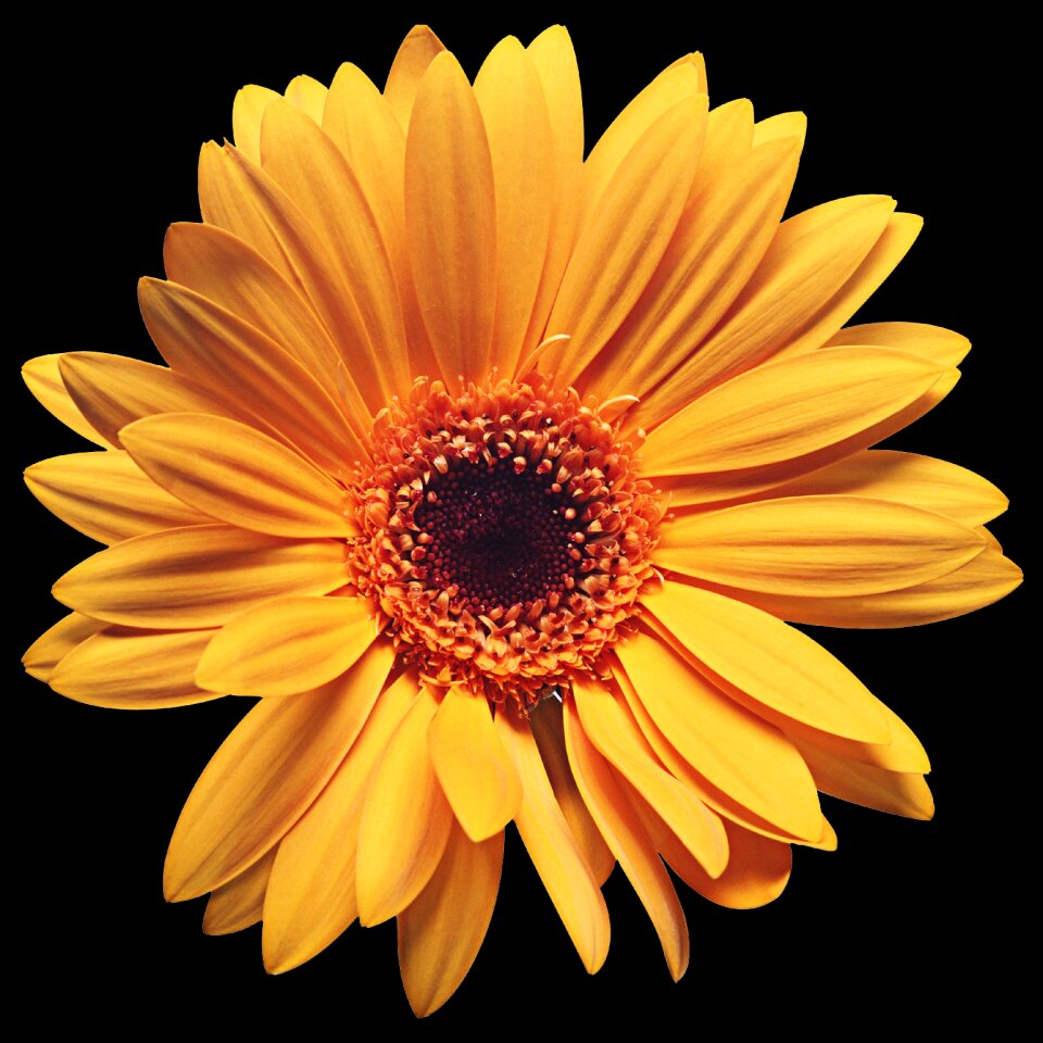 Nature black background daisy