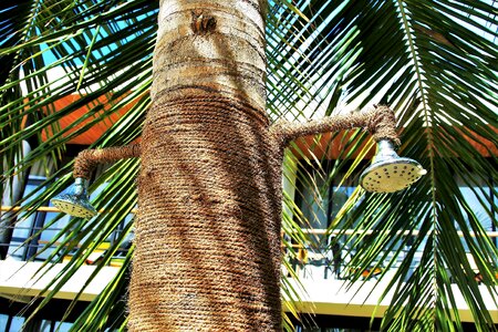 The structure of the the tropical tree