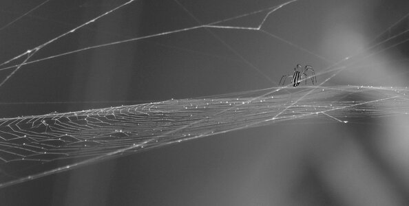 Spider web armenia photo