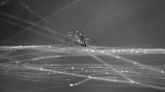 Spider web armenia