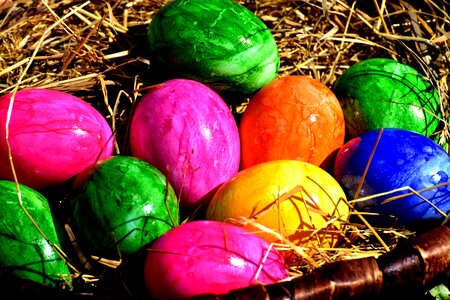 Easter easter eggs easter nest photo
