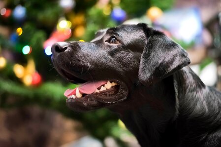 Mammals portrait pet photo