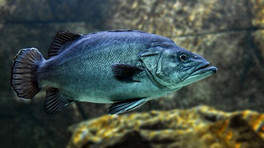 Water animal underwater
