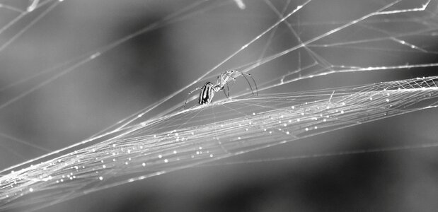 Spider web armenia photo